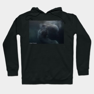 Polar Bear Play Hoodie